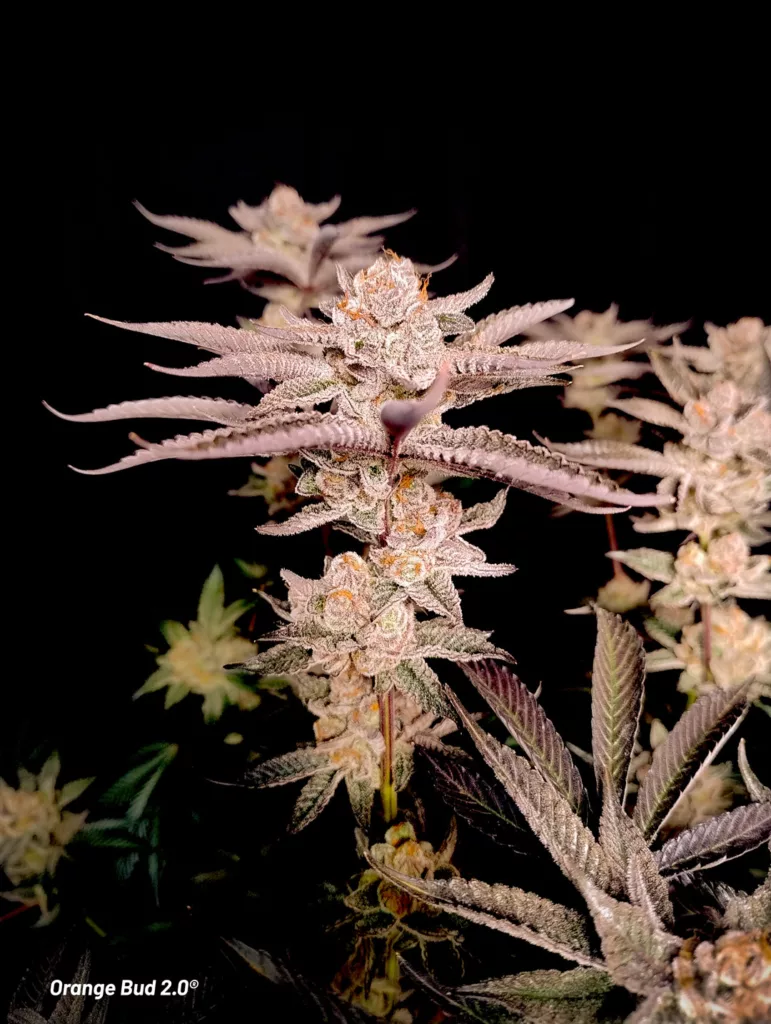 Orange Bud 2.0 grown indoors by Danylo late flowering stage