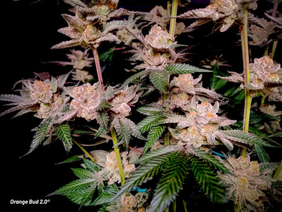 Orange Bud 2.0 grown indoors by Danylo (flowering stage 8)