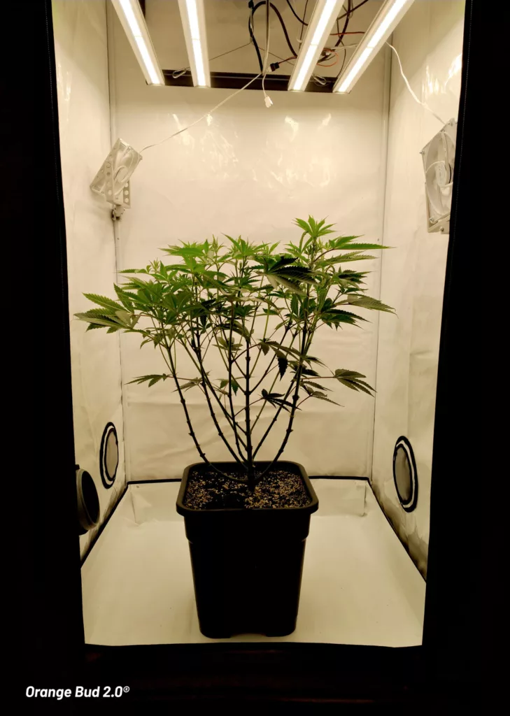 Orange Bud 2.0 grown indoors by Danylo (vegetative stage 3)