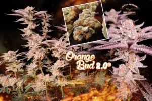Orange Bud 2.0: A flawless and easy grow journey with legendary genetics