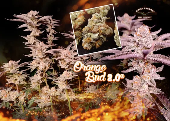 Orange Bud 2.0: A flawless and easy grow journey with legendary genetics