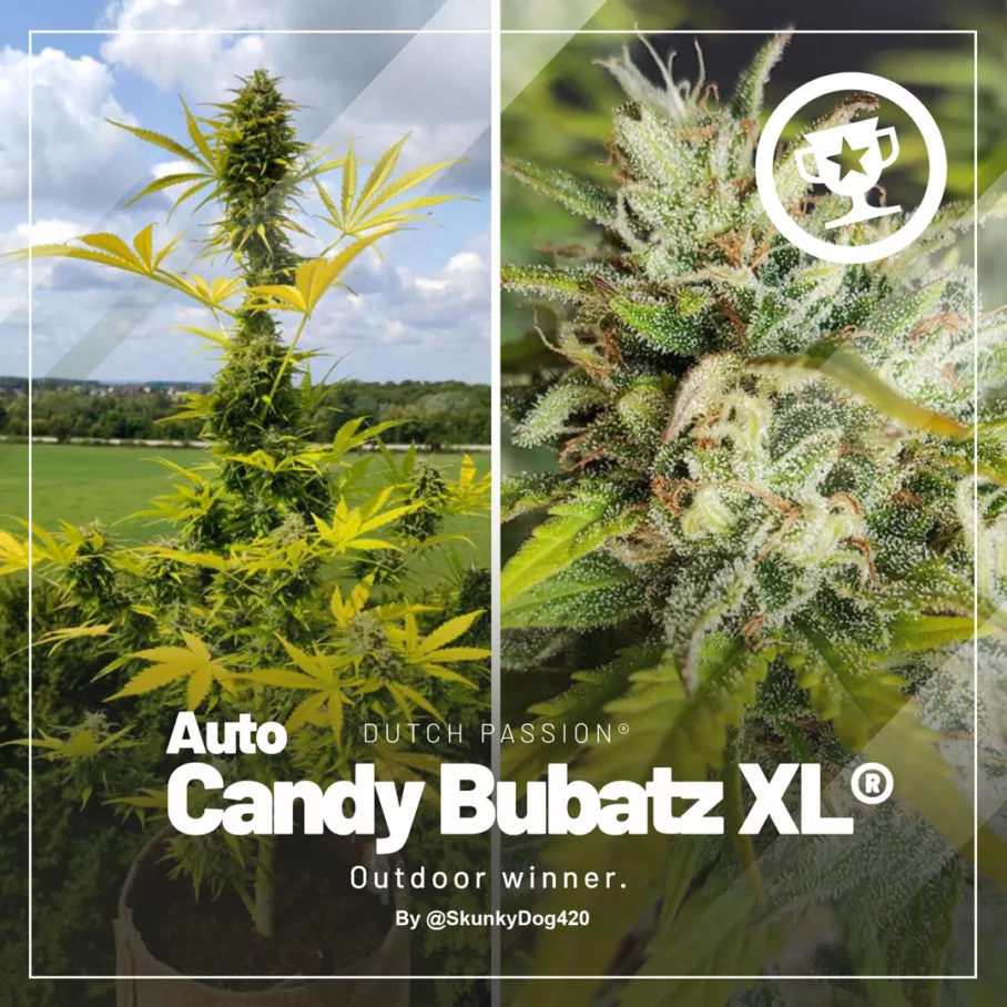 Auto Candy Bubatz XL grown by SkunkyDog420