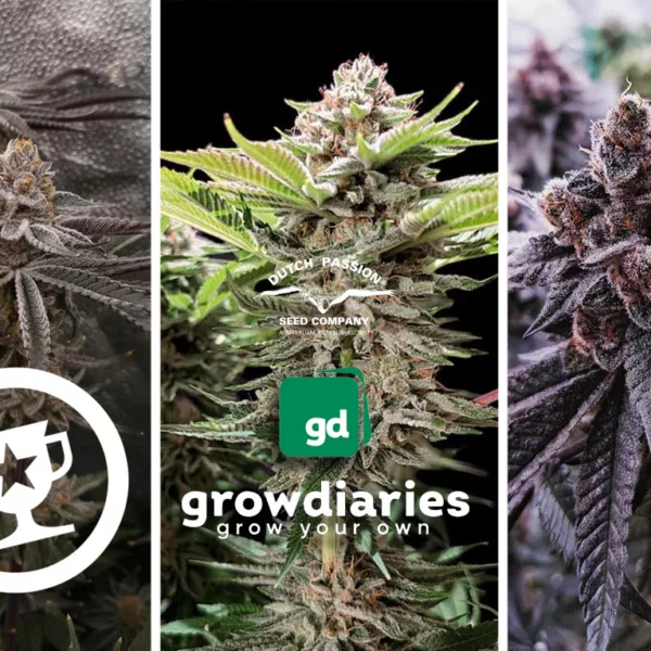 2025 Grow Diaries indoor contest winners