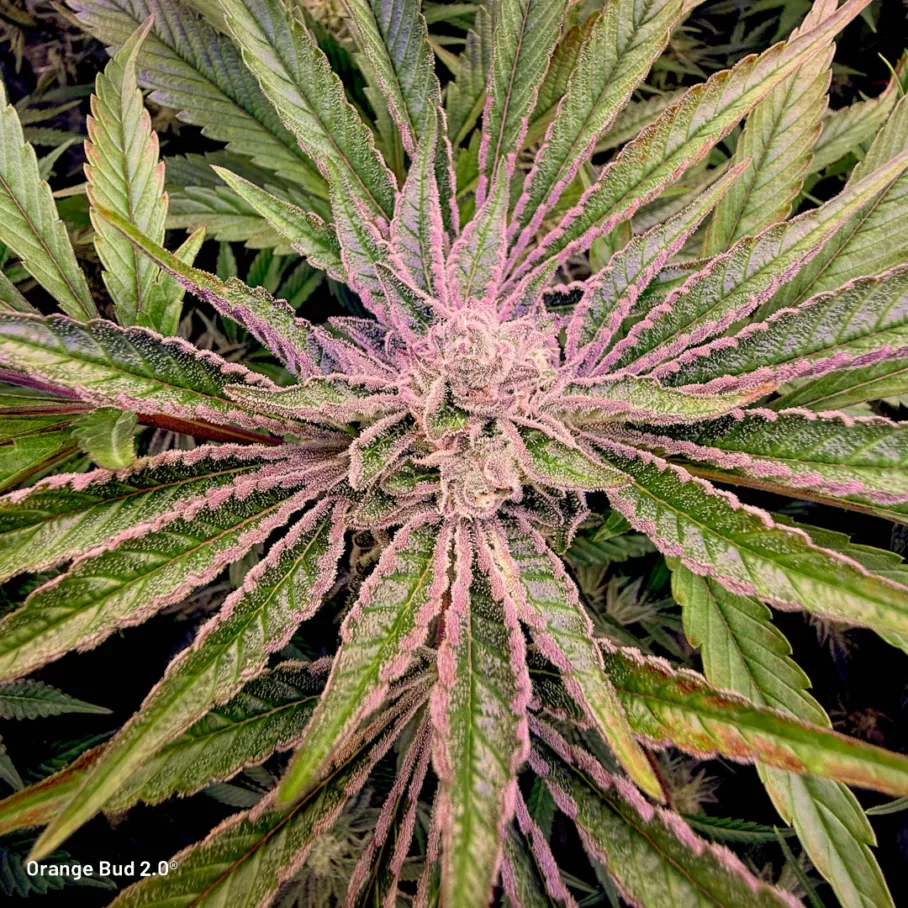 Orange Bud 2.0 500g dry harvest from 4 plants by @big.chalas (1)