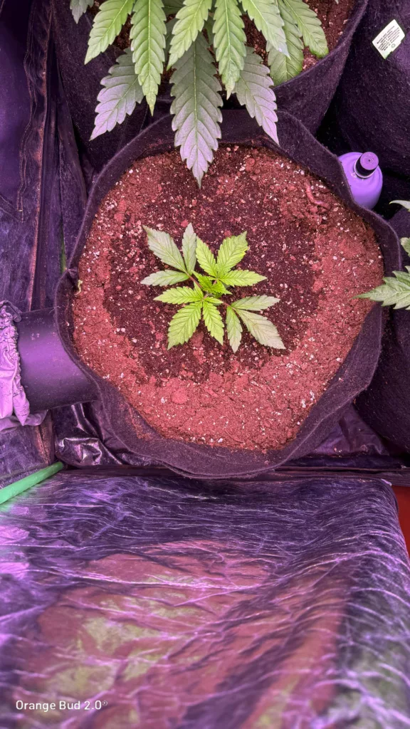 Orange Bud 2.0 by big.chalas (Vegetative stage - 4)