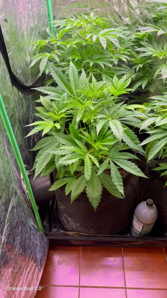 Orange Bud 2.0 by big.chalas (Vegetative stage - 8)