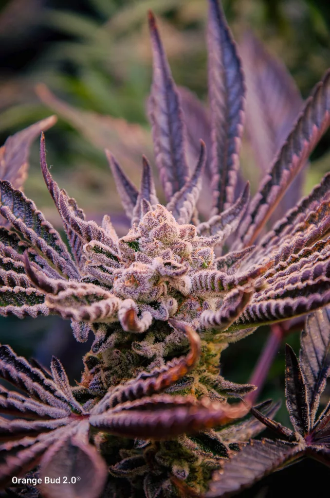 Orange Bud 2.0 by big.chalas (flowering stage - 12)