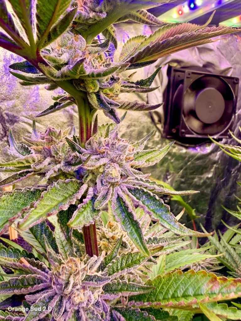 Orange Bud 2.0 by big.chalas (flowering stage - 4)