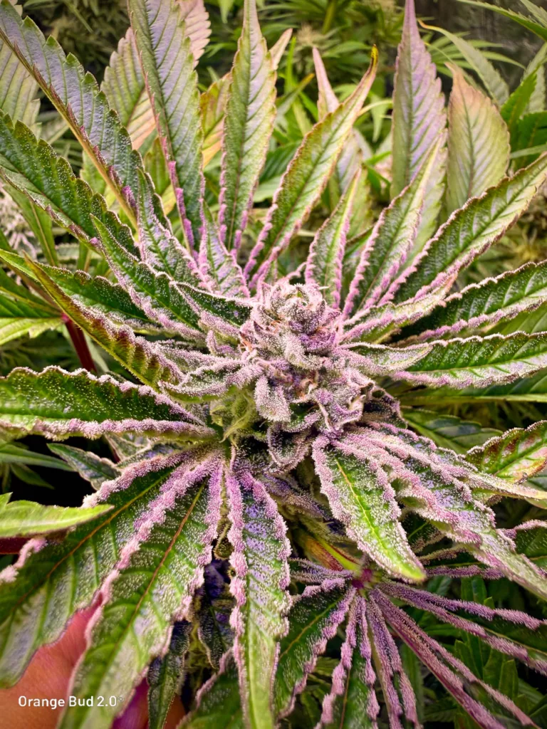 Orange Bud 2.0 by big.chalas (flowering stage - 5)