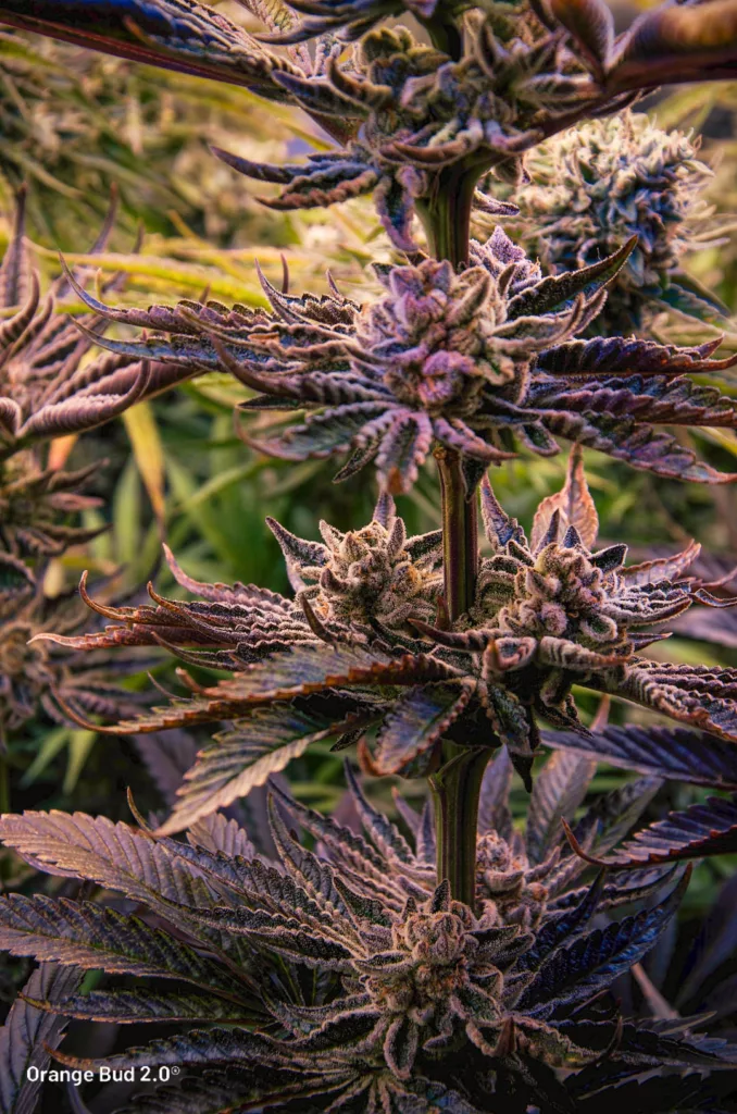 Orange Bud 2.0 by big.chalas (flowering stage - 13)