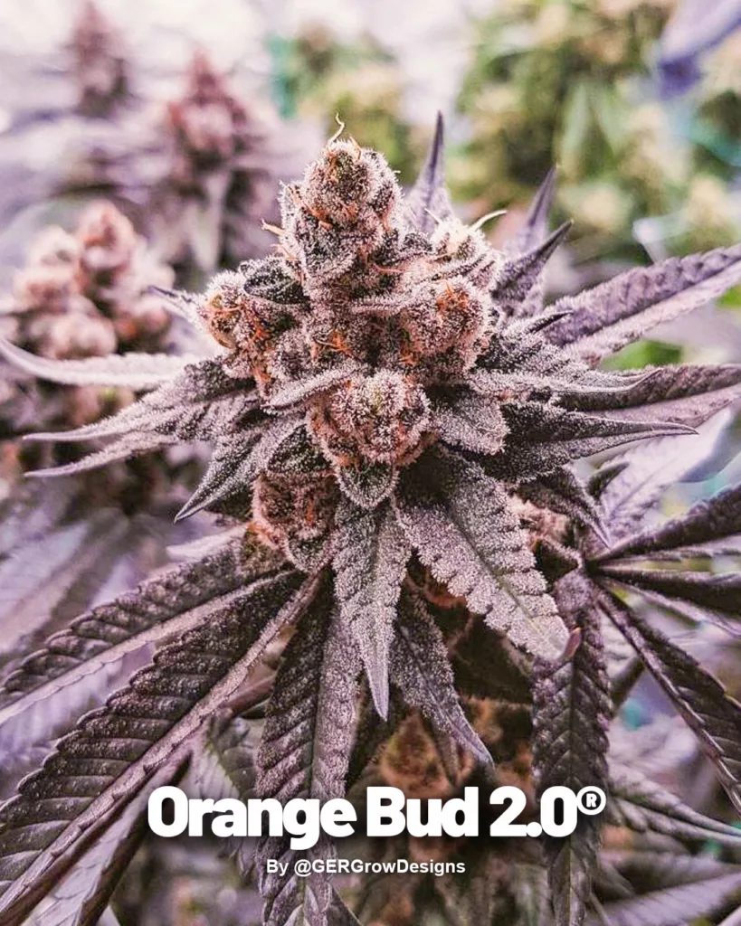 First Place: Orange Bud 2.0 by GERGrowDesigns (1)