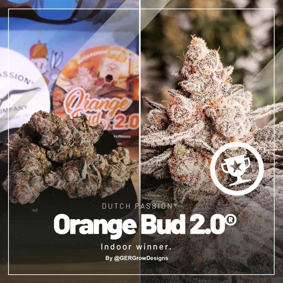 First Place: Orange Bud 2.0 by GERGrowDesigns (3)