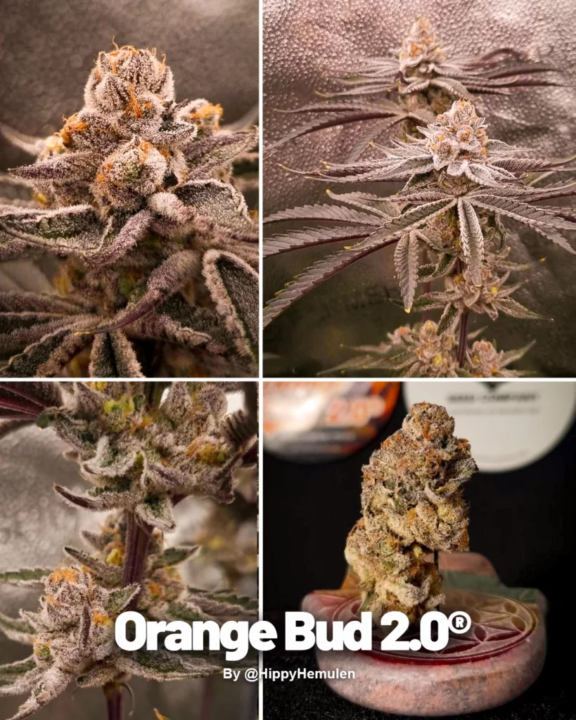 Second Place: Orange Bud 2.0 by HippyHemulen (3)