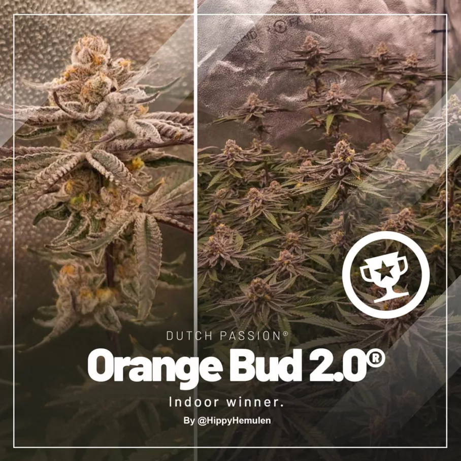 Second Place: Orange Bud 2.0 by HippyHemulen (1)