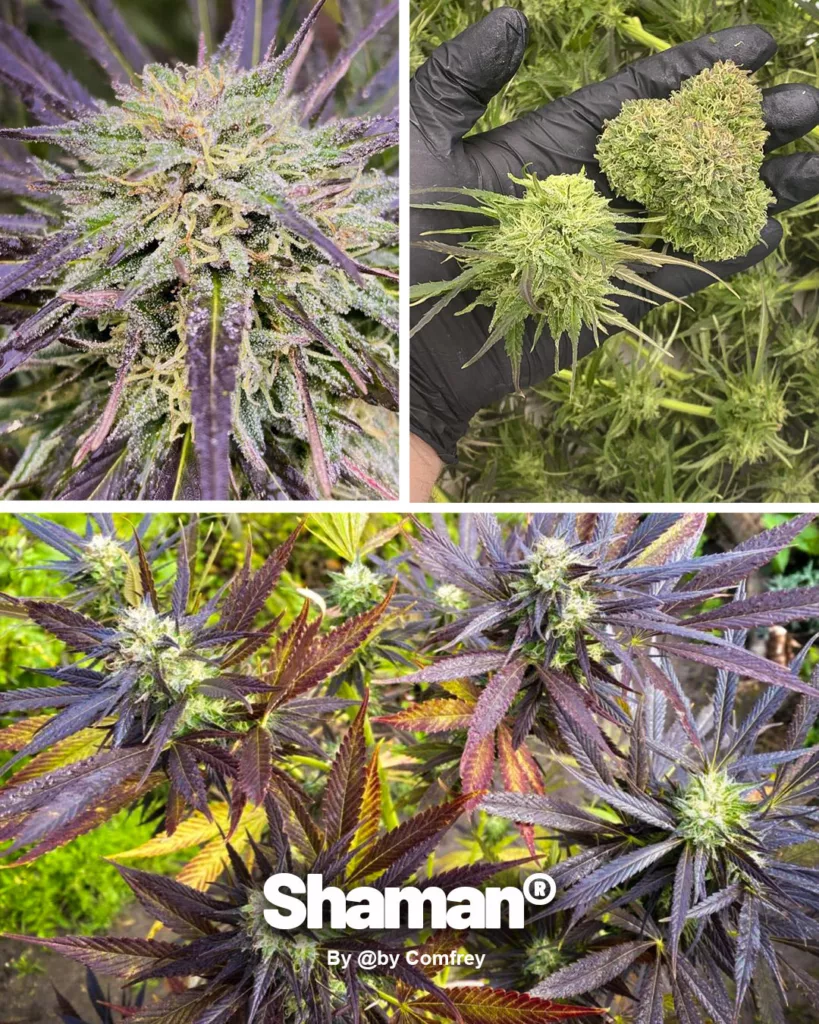 Shaman grown by Comfrey (3)