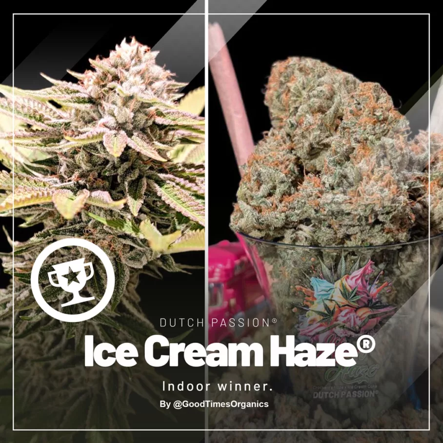 Third Place: Ice Cream Haze by GoodTimesOrganics (1)