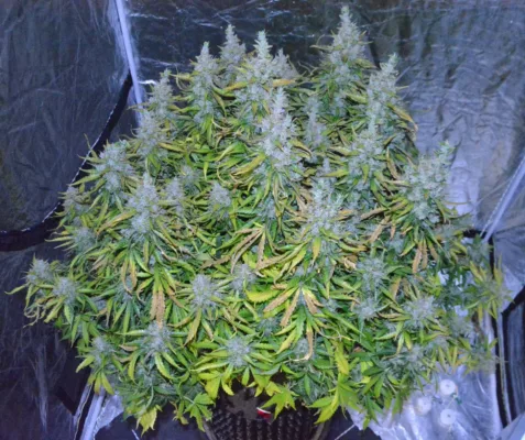 Auto Banana Blaze grow report with 360g single-plant harvest