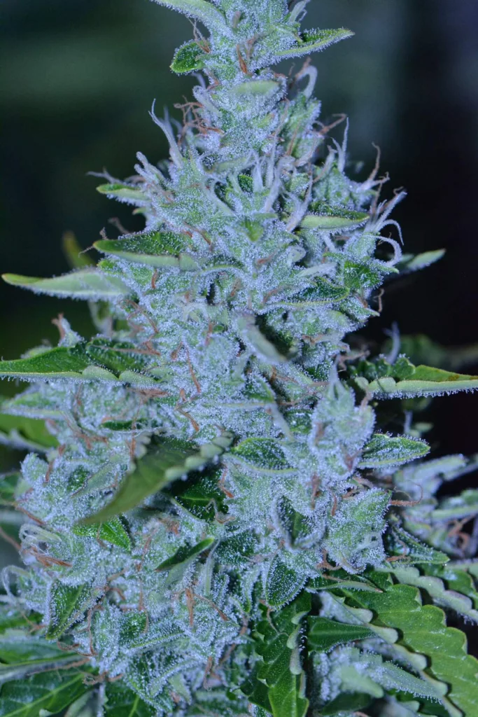 Auto Banana Blaze-Dutch Passion-cannabis-seeds-macro-shot-bud-shot-frosty-sticky-weed-14