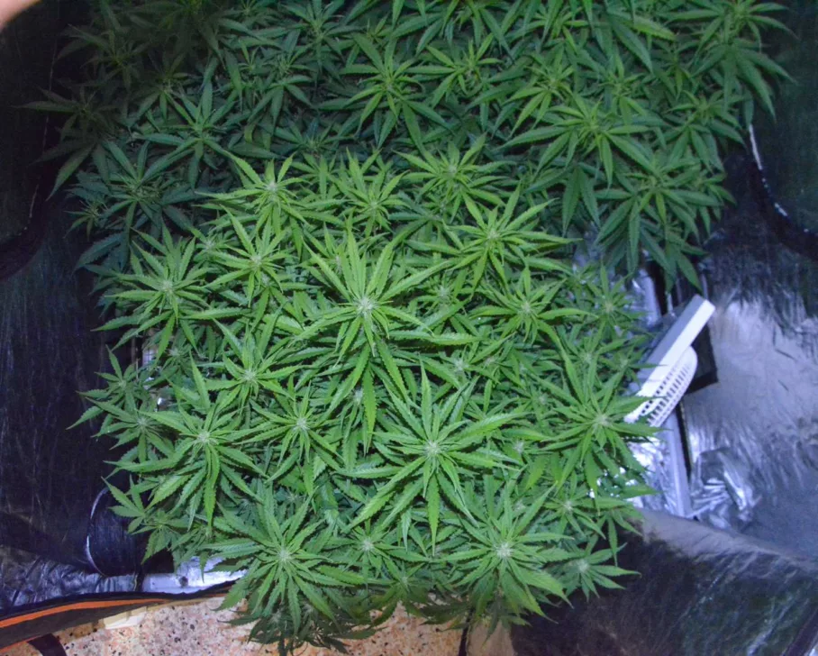Auto Banana Blaze-Dutch Passion-early-flowering-top-view-budsites-06