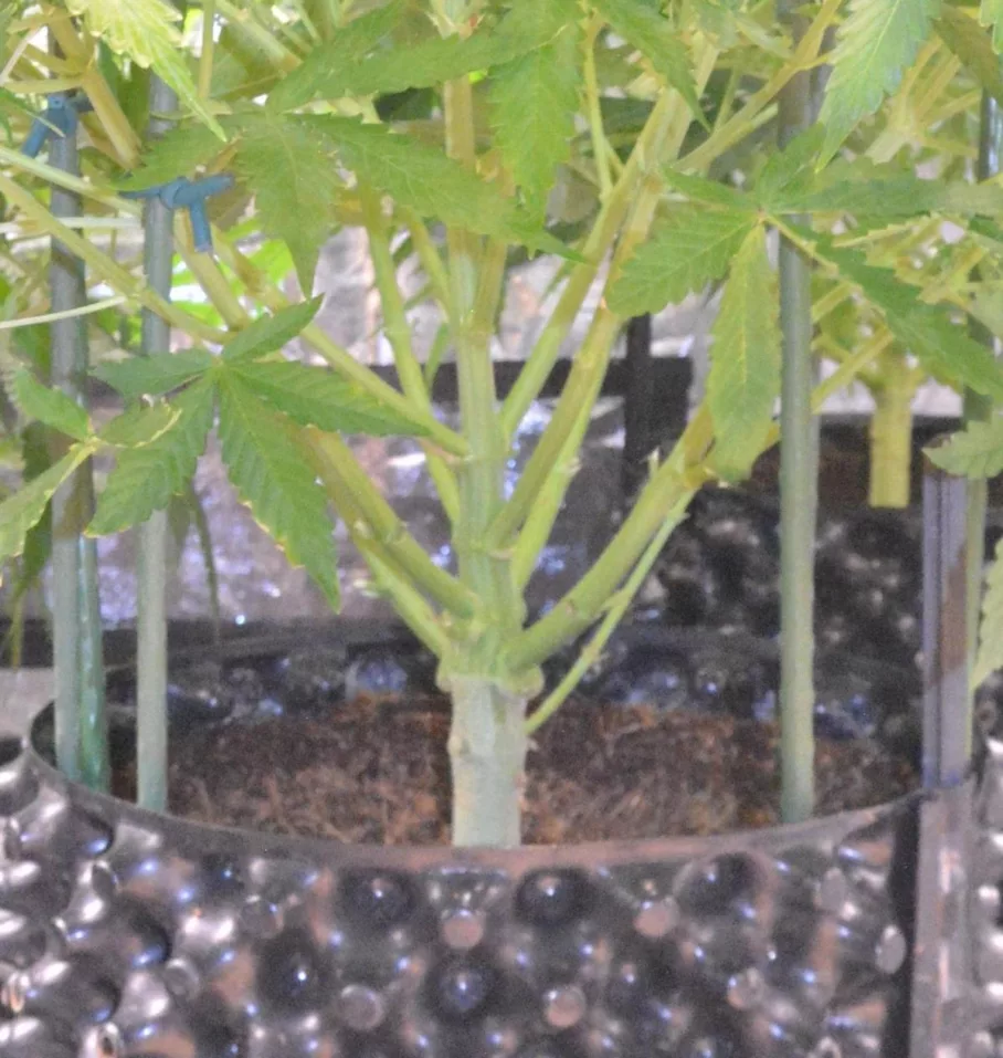 Auto Banana Blaze-Dutch Passion-lolly-popping-autoflowers-cannabis-airpot-coco-grown-09