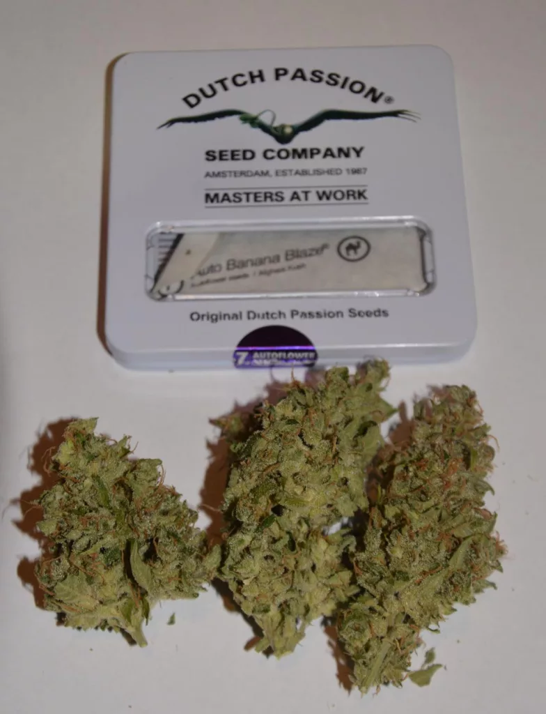 Auto Banana Blaze-Dutch Passion-nugs-tin-highquality-buds-indoor-grown-review-grow-review-by-teehee-uk420-19