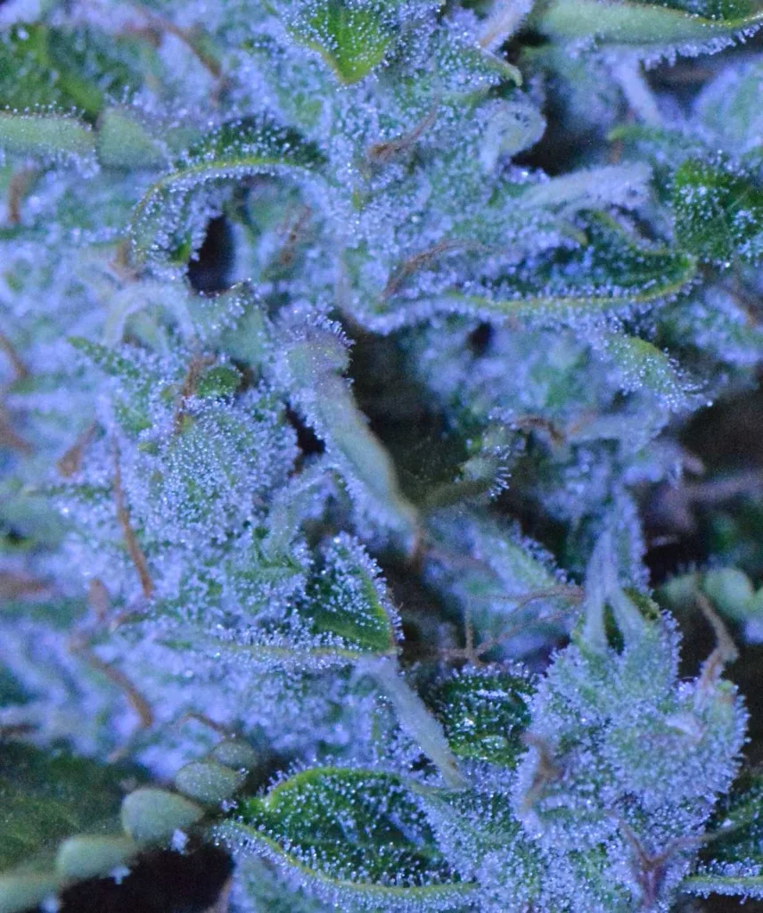 Auto Banana Blaze-macro-shot-potent-high-thc-grown-by-teehee-uk420-16