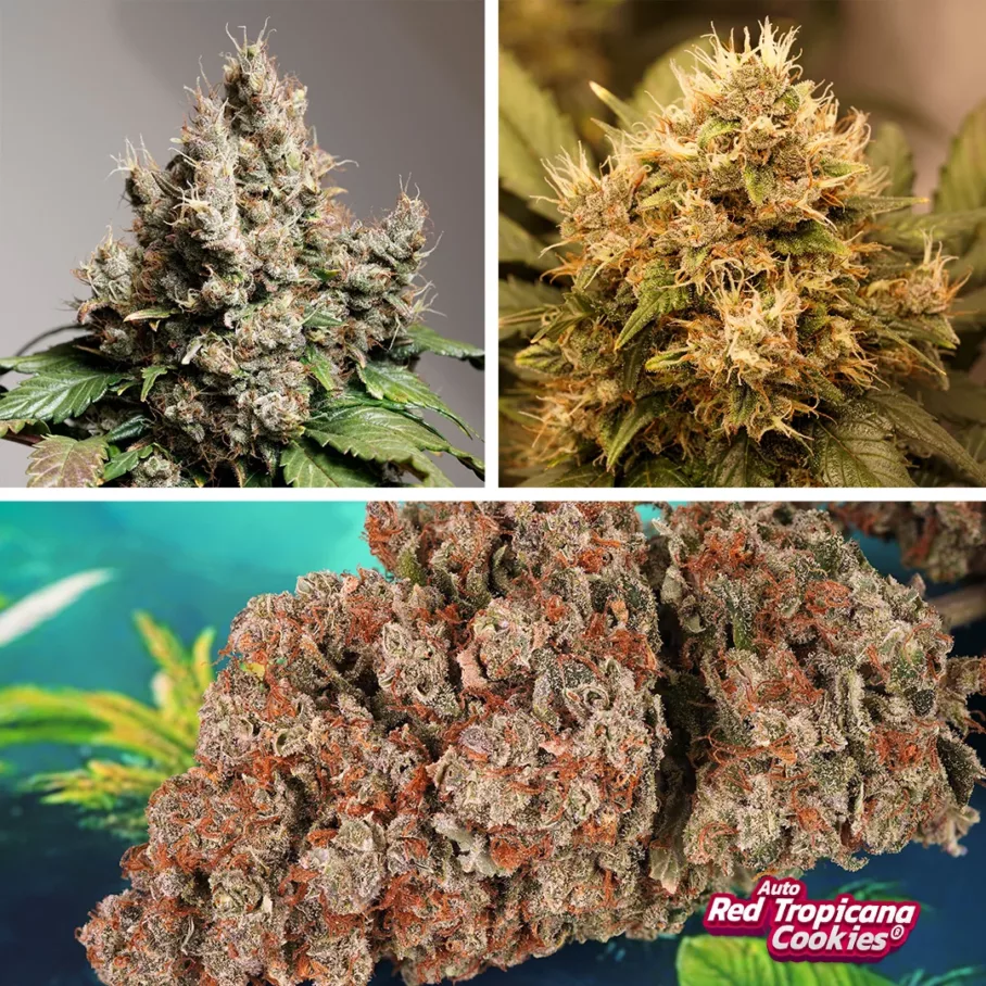 Auto Red Tropicana Cookies by Dutch Passion