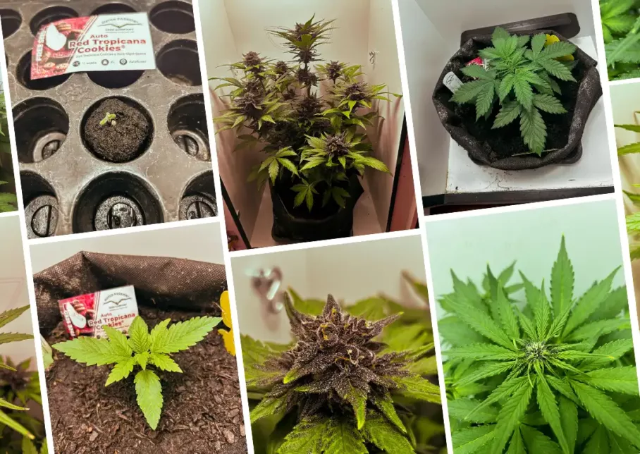 Auto Red Tropicana Cookies micro indoor grow report by @Zengrower