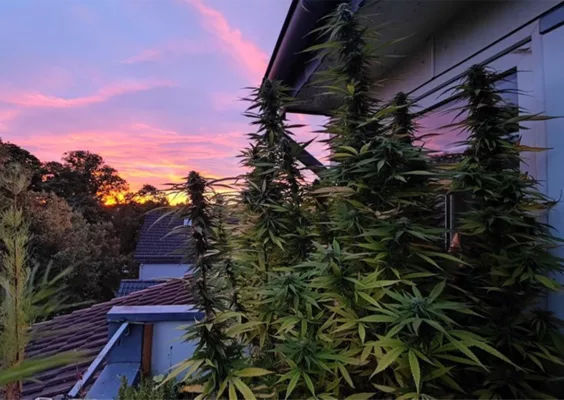 Frisian Dew outdoor balcony grow in Germany by DivineBuds420