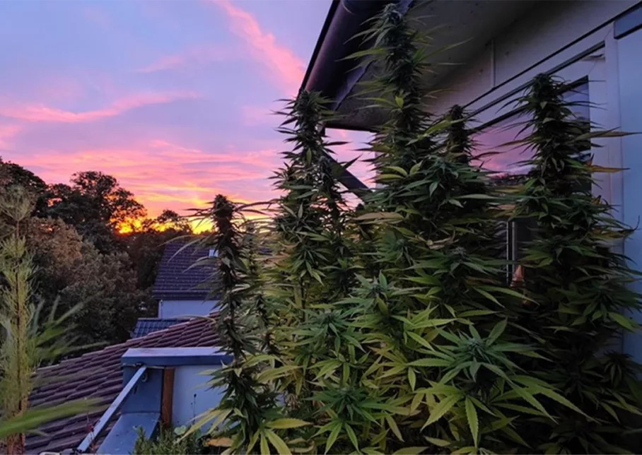 Frisian Dew outdoor balcony grow in Germany by DivineBuds420