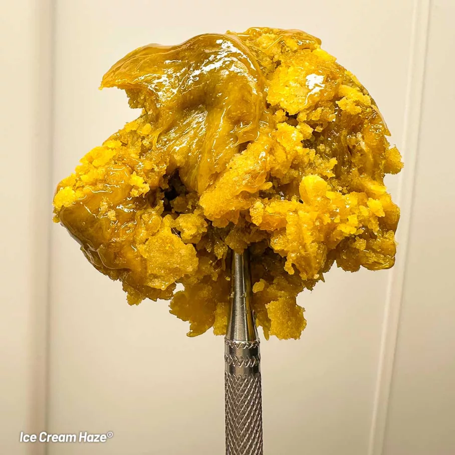 Ice Cream Haze Dutch Passion by Antonio lil dab USA rosin maker cannabis extract concentrate