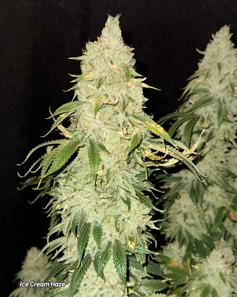 Ice Cream Haze Lil Dab blog day 67 budshot frosty chunky potent cannabis cultivar