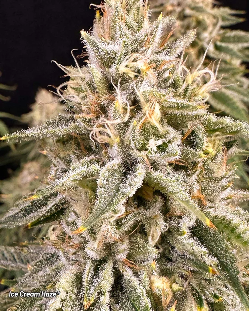 Ice Cream Haze Lil Dab blog frosty cannabis flower very high potency strong weed