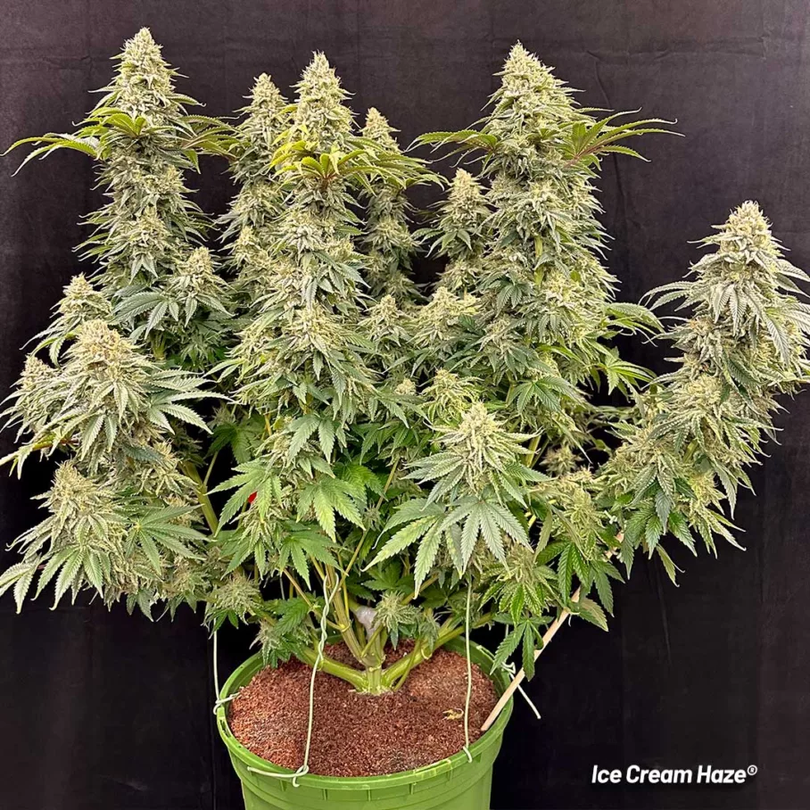 Ice Cream Haze Lil Dab blog late flowering big plants chunky buds