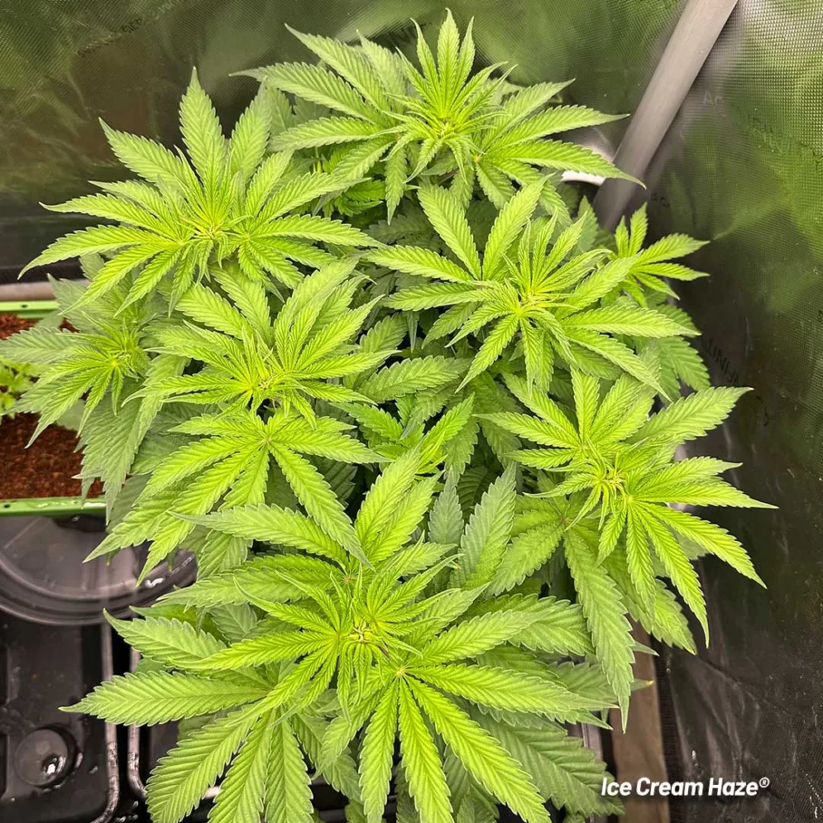 Ice Cream Haze Lil Dab blog veg healthy foliage green canopy cannabis strain by antonio