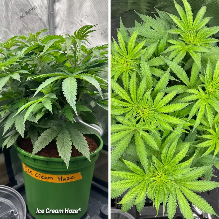 Ice Cream Haze Lil Dab blog veg phase day 40 indoor grow marijuana leaves green