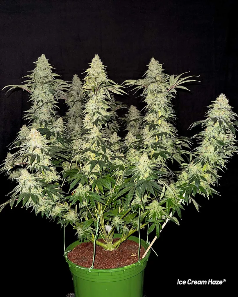 Ice Cream Haze by Antonio grown by Lil Dab grower AFN blog potent high yielding cannabis cultivar XXL yield