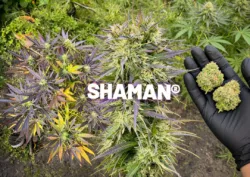 Shaman outdoor grow: late start, wet season, 117g per plant