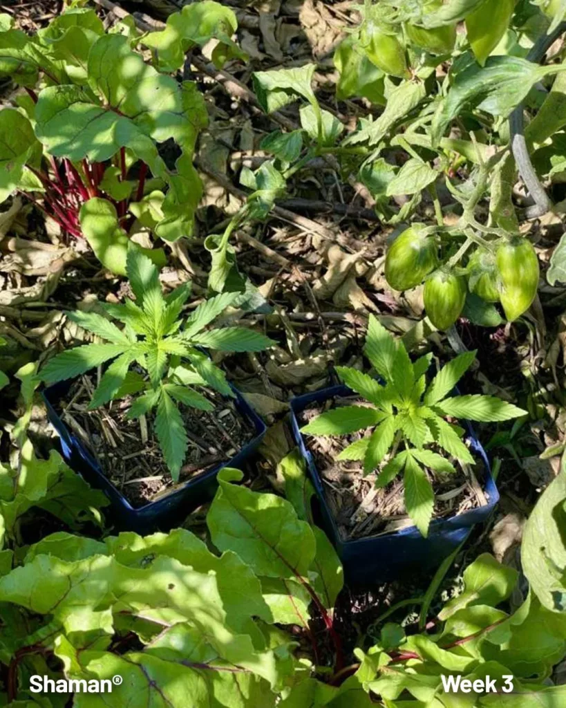Shaman outdoor seed to harvest diary (week 3)