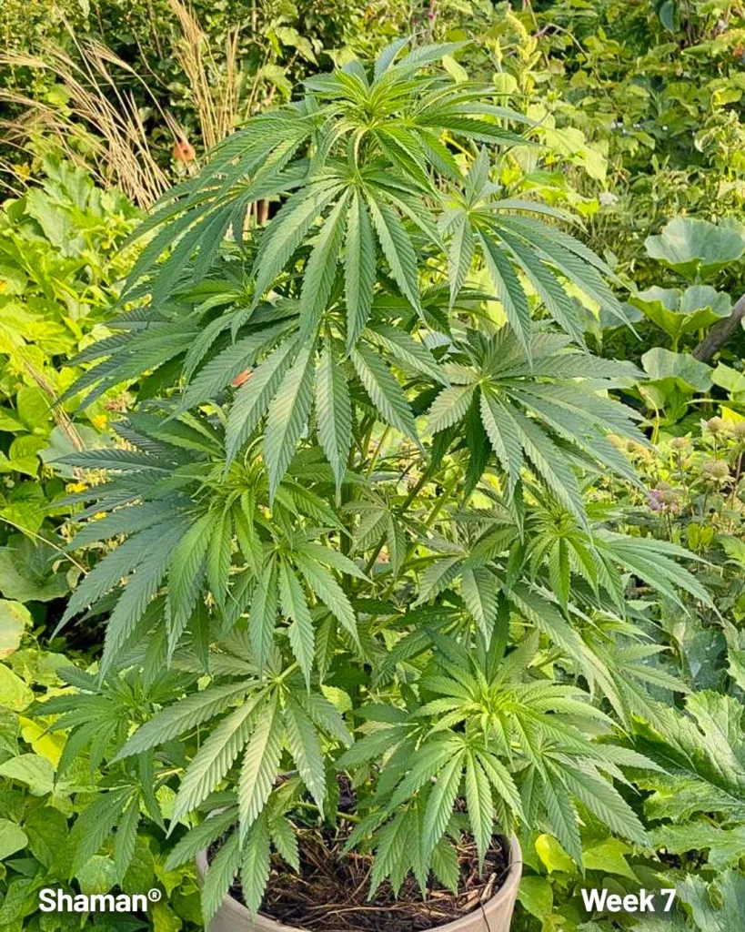 Shaman outdoor seed to harvest diary (week 7)