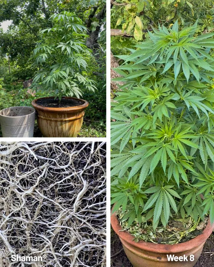 Shaman outdoor seed to harvest diary (week 8)
