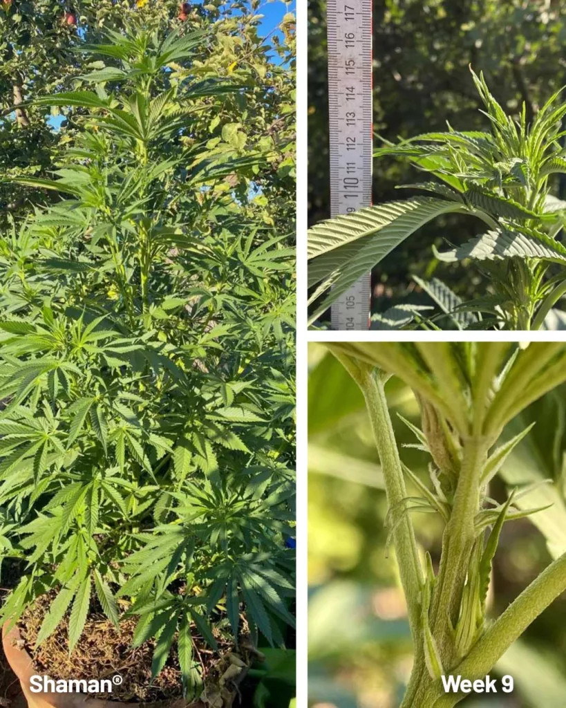 Shaman outdoor seed to harvest diary (week 9)