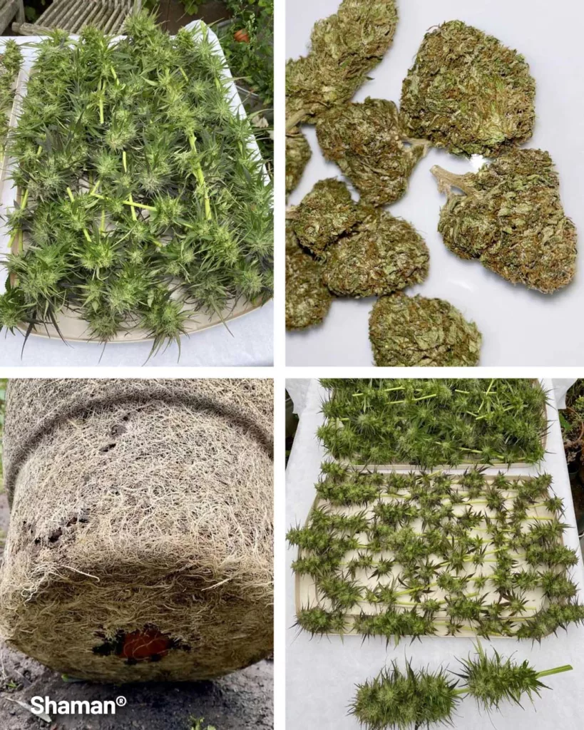 Shaman outdoor seed to harvest diary (trimmed buds and roots)