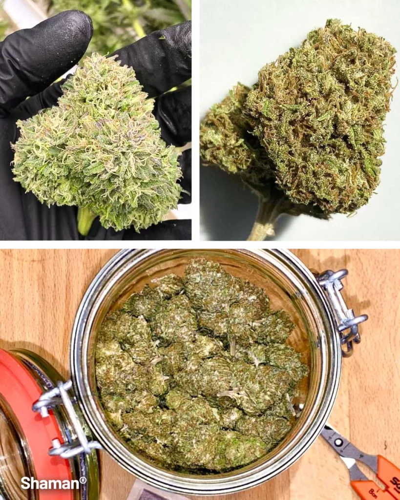 Shaman outdoor seed to harvest diary (buds curing)