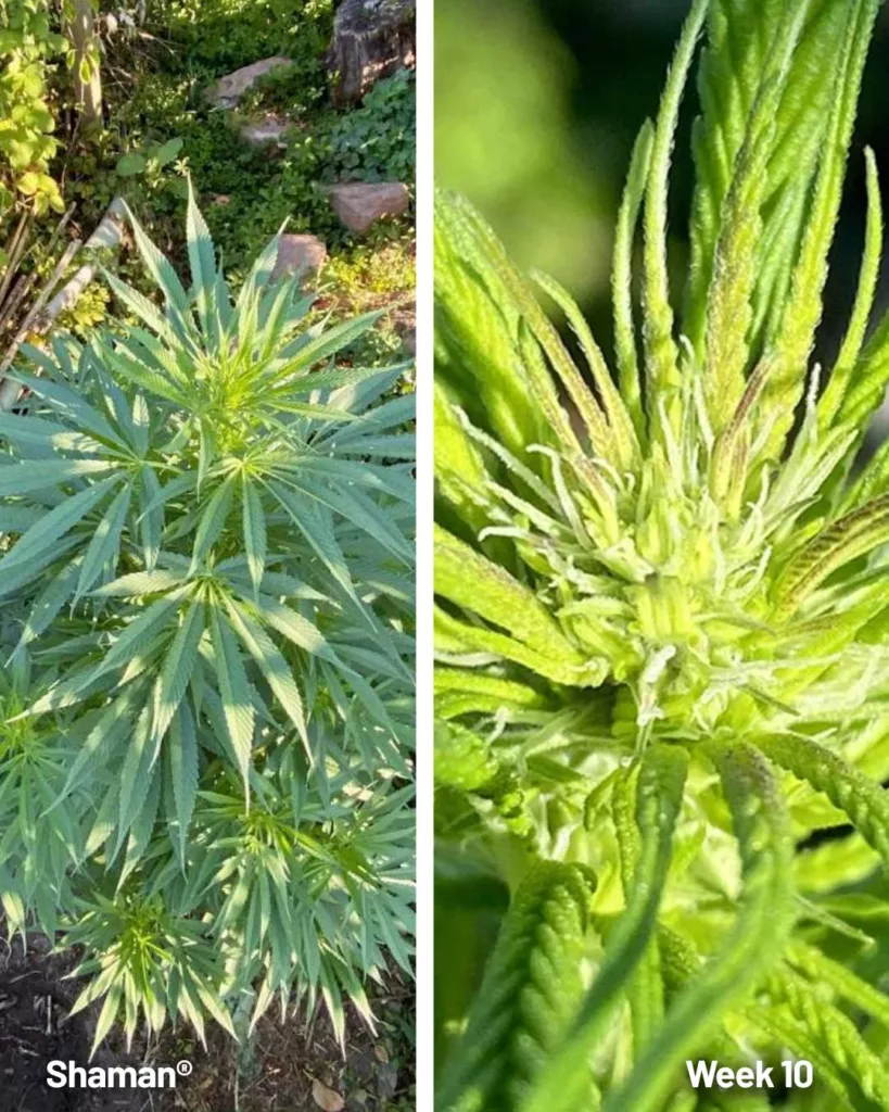 Shaman outdoor seed to harvest diary (week 10)