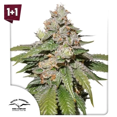 Auto Mokum's Tulip (1+1)