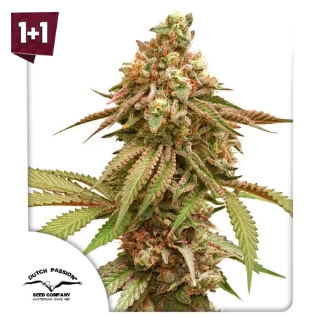 Tropical Tangie (1+1)