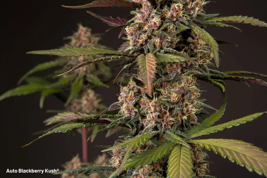 Auto Blackberry Kush