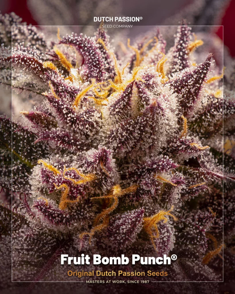 Fruit Bomb Punch frosty budshot by The Artist