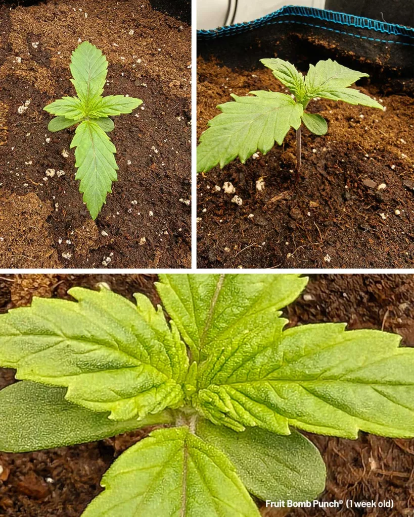 Fruit Bomb Punch by The Artist (1 week old)